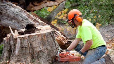 Arborist Sydney