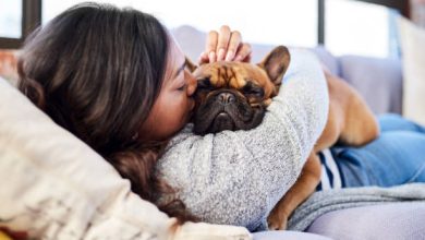 Maintain Your Home On a Daily Basis with an Animal