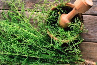 Most People Understand the Properties, Application, and Dosage of Field Horsetail