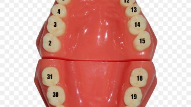 tooth chart numbers