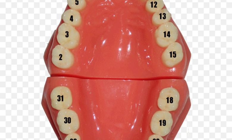 tooth chart numbers