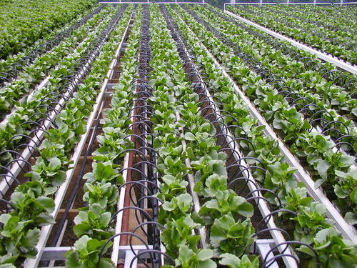 Drip Irrigation System