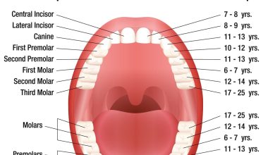 how are teeth numbered