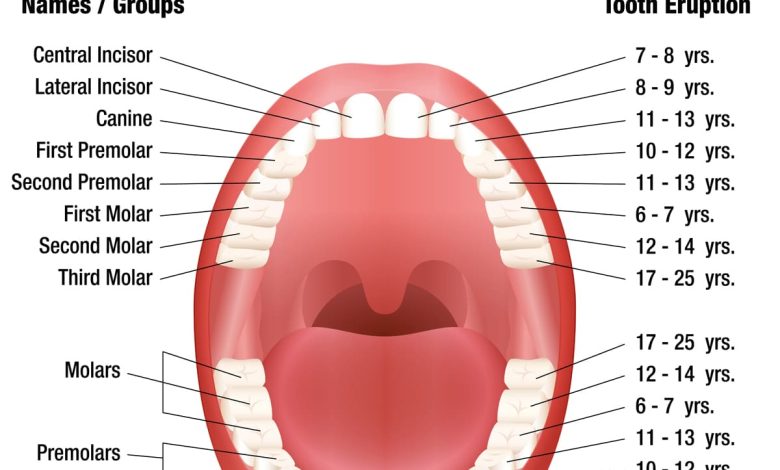 how are teeth numbered