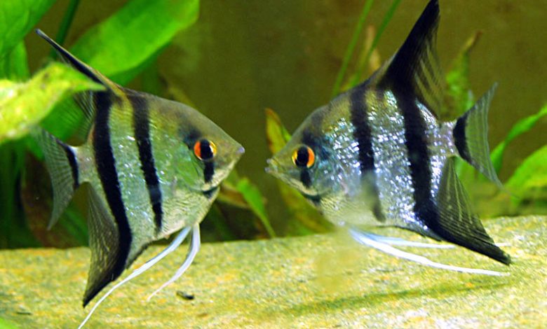 Fish breed with quirky personalities