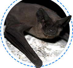 bat removal houston