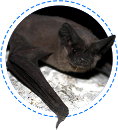 bat removal houston