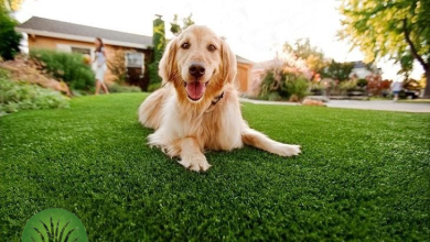 Dog-Artificial-grass-Dubai