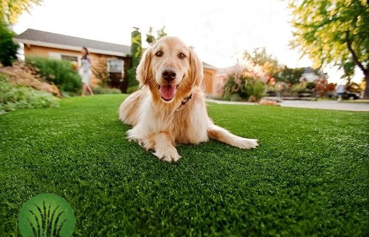 Dog-Artificial-grass-Dubai