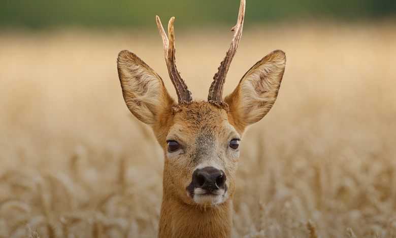 Male Deer