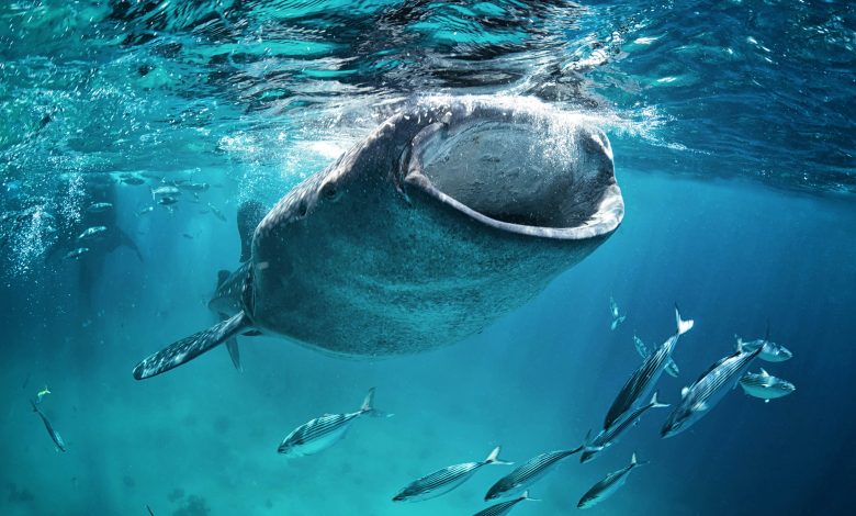 Whale Shark