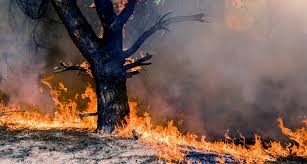 Roseville wildfire lawyers